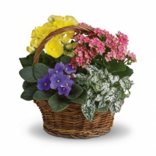 Basket With Blooming And Green Plants - Delux